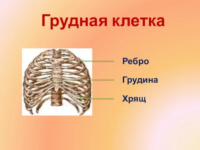 Грудная клетка Ребро Грудина Хрящ