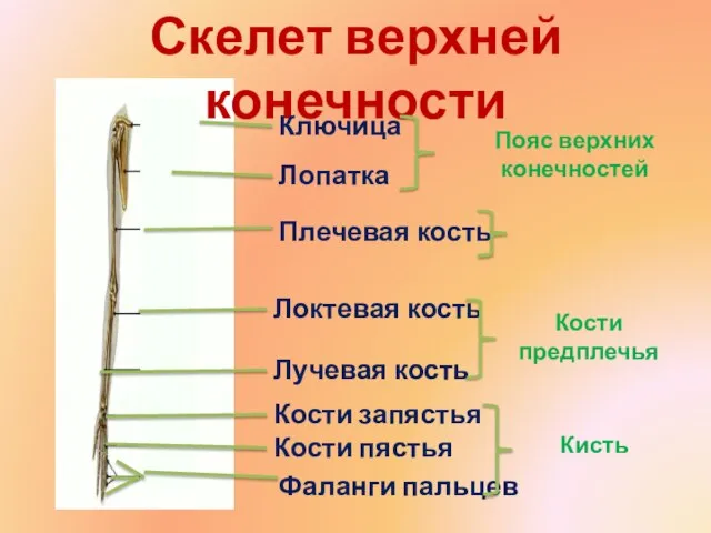 Скелет верхней конечности Ключица Лопатка Плечевая кость Локтевая кость Лучевая кость Кости