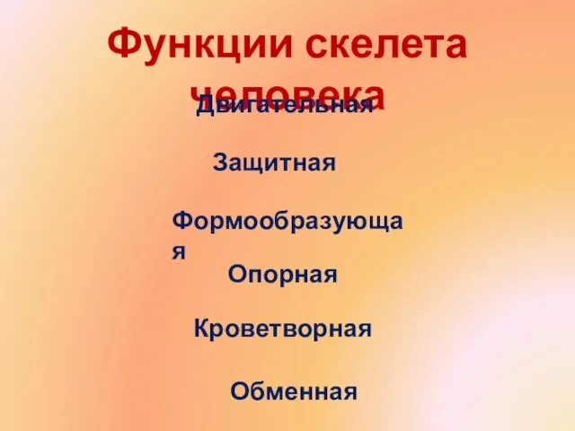 Функции скелета человека Двигательная Защитная Формообразующая Опорная Кроветворная Обменная