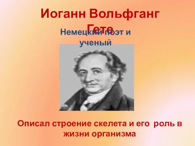 Описал строение скелета и его роль в жизни организма Иоганн Вольфганг Гете Немецкий поэт и ученый