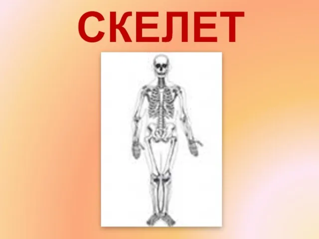 СКЕЛЕТ