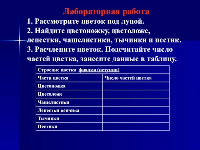 Лабораторная работа 1. Рассмотрите цветок под лупой. 2. Найдите цветоножку, цветоложе, лепестки,