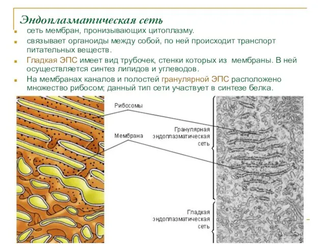 Эндоплазматическая сеть сеть мембран, пронизывающих цитоплазму. связывает органоиды между собой, по ней