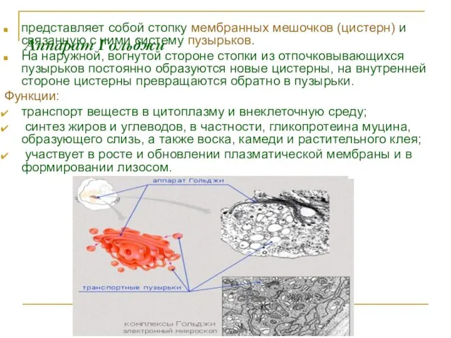 Аппарат Гольджи представляет собой стопку мембранных мешочков (цистерн) и связанную с ними