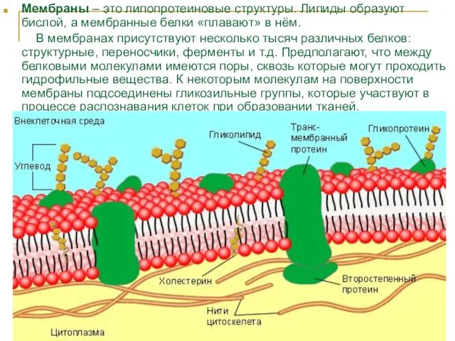 Мембраны – это липопротеиновые структуры. Липиды образуют бислой, а мембранные белки «плавают»