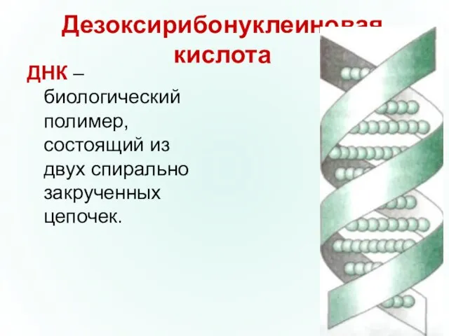 Дезоксирибонуклеиновая кислота ДНК –биологический полимер, состоящий из двух спирально закрученных цепочек.
