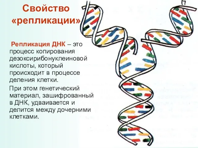 Свойство «репликации» Репликация ДНК – это процесс копирования дезоксирибонуклеиновой кислоты, который происходит