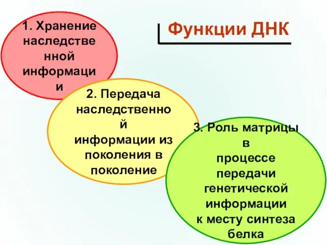 1. Хранение наследственной информации 2. Передача наследственной информации из поколения в поколение