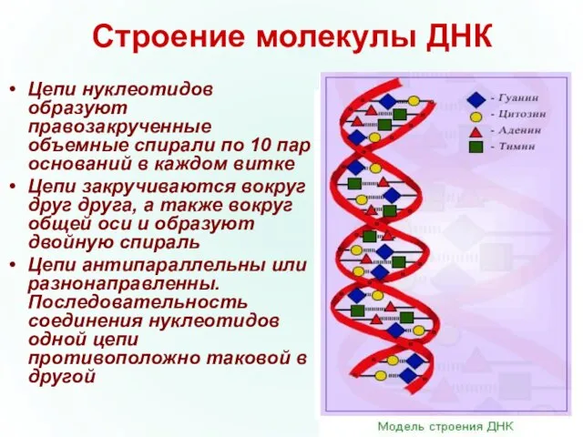 Строение молекулы ДНК Цепи нуклеотидов образуют правозакрученные объемные спирали по 10 пар