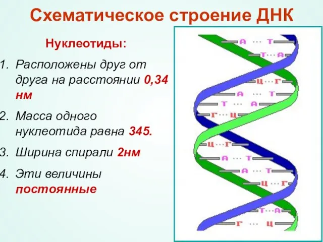 Схематическое строение ДНК Нуклеотиды: Расположены друг от друга на расстоянии 0,34нм Масса