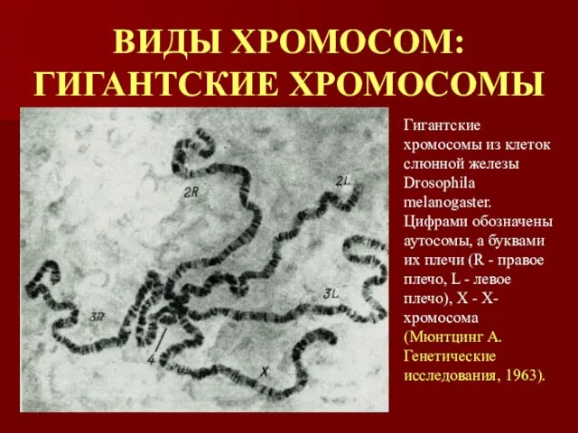 ВИДЫ ХРОМОСОМ: ГИГАНТСКИЕ ХРОМОСОМЫ Гигантские хромосомы из клеток слюнной железы Drosophila melanogaster.