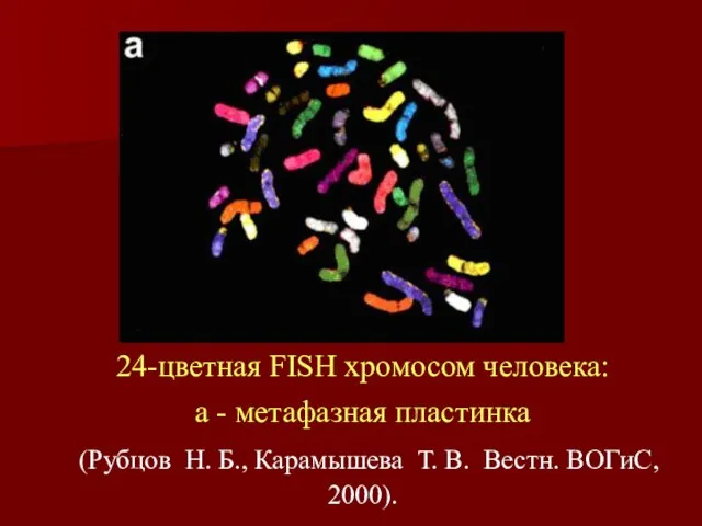 24-цветная FISH хромосом человека: a - метафазная пластинка (Рубцов Н. Б., Карамышева