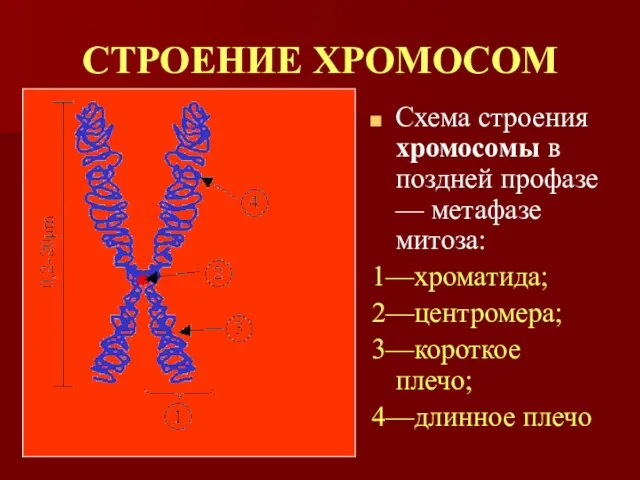 СТРОЕНИЕ ХРОМОСОМ Схема строения хромосомы в поздней профазе — метафазе митоза: 1—хроматида;