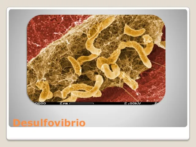 Desulfovibrio