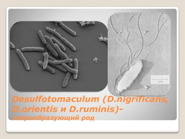 Desulfotomaculum (D.nigrificans, D.orientis и D.ruminis)-спорообразующий род