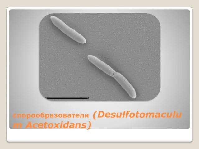 спорообразователи (Desulfotomaculum Acetoxidans)