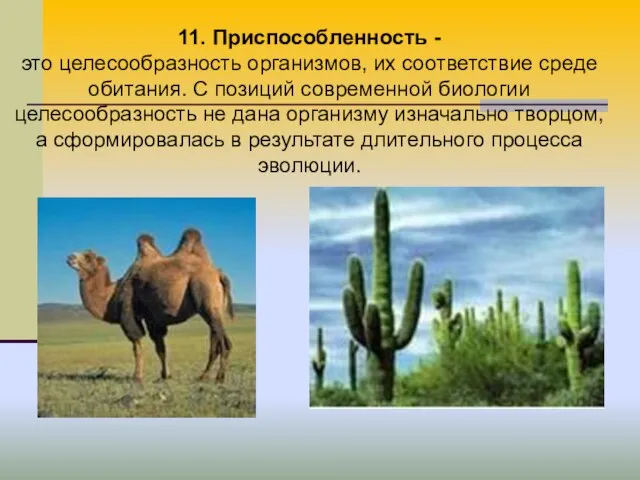 11. Приспособленность - это целесообразность организмов, их соответствие среде обитания. С позиций