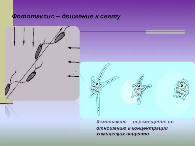 Фототаксис – движение к свету Хемотаксис – перемещение по отношению к концентрации химических веществ