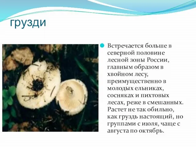 грузди Встречается больше в северной половине лесной зоны России, главным образом в