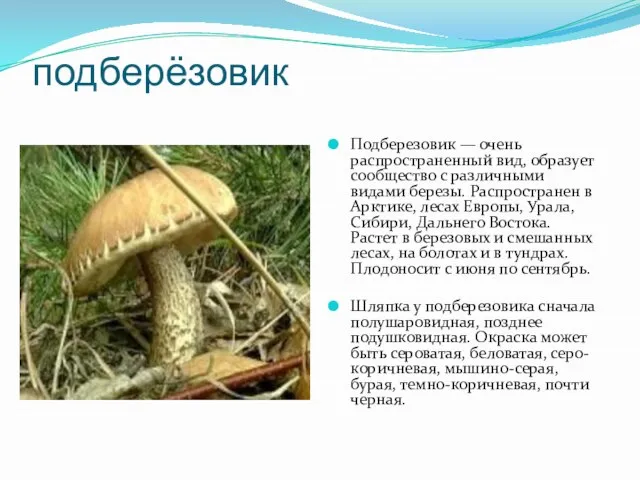 подберёзовик Подберезовик — очень распространенный вид, образует сообщество с различными видами березы.