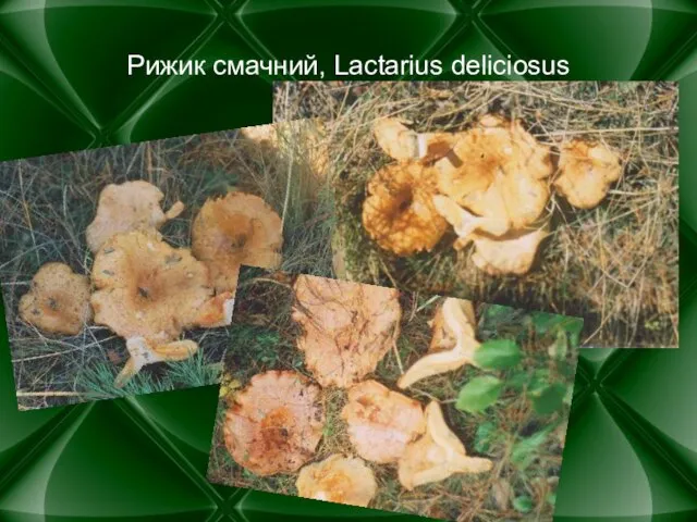 Рижик смачний, Lactarius deliciosus