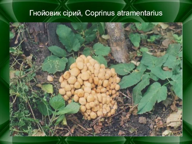 Гнойовик сірий, Coprinus atramentarius