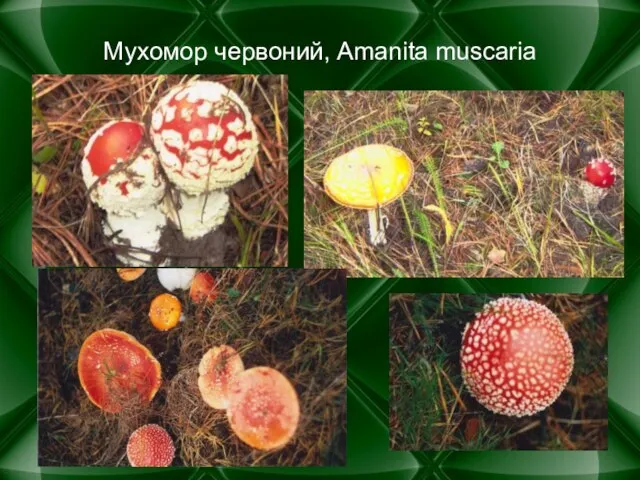Мухомор червоний, Amanita muscaria