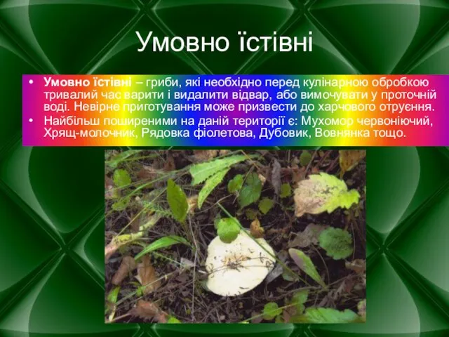 Умовно їстівні Умовно їстівні – гриби, які необхідно перед кулінарною обробкою тривалий