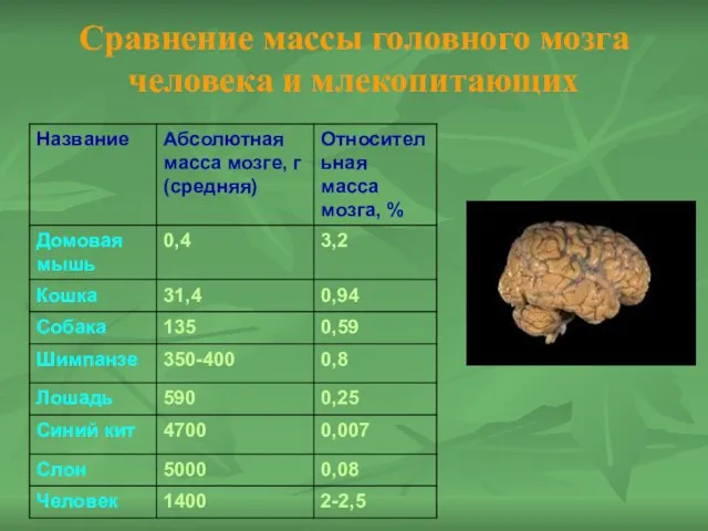 Сравнение массы головного мозга человека и млекопитающих