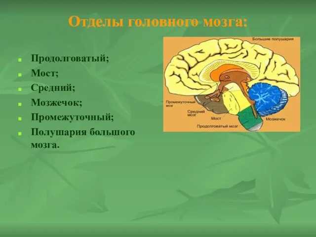 Отделы головного мозга: Продолговатый; Мост; Средний; Мозжечок; Промежуточный; Полушария большого мозга.