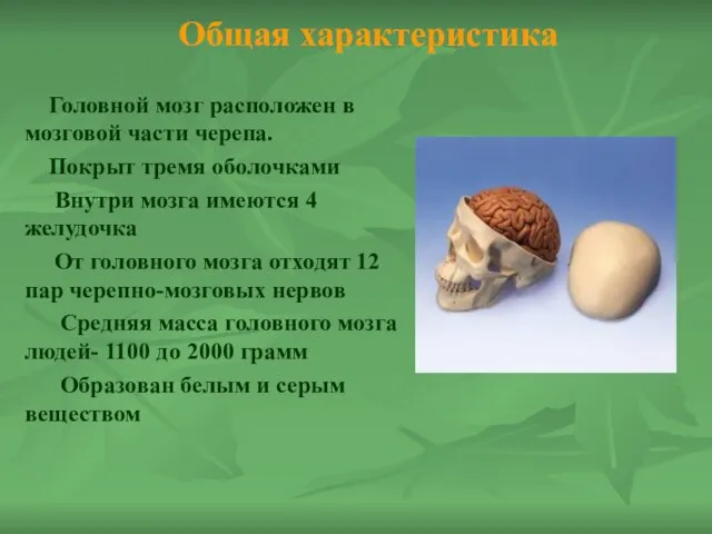 Общая характеристика Головной мозг расположен в мозговой части черепа. Покрыт тремя оболочками