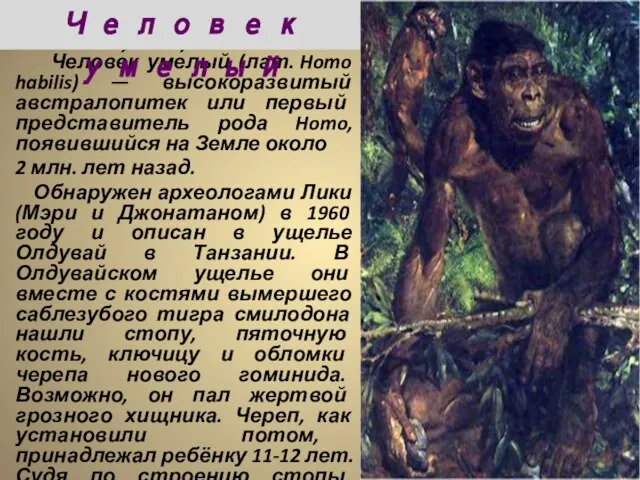 Челове́к уме́лый (лат. Homo habilis) — высокоразвитый австралопитек или первый представитель рода
