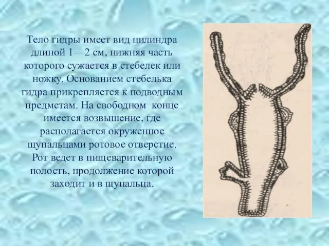 Тело гидры имеет вид цилиндра длиной 1—2 см, нижняя часть которого сужается
