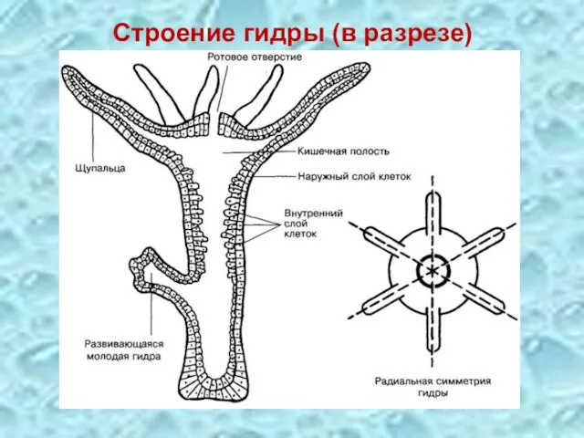 Строение гидры (в разрезе)