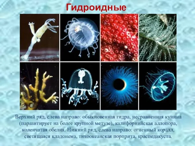 Гидроидные Верхний ряд, слева направо: обыкновенная гидра, несравненная кунина (паразитирует на более