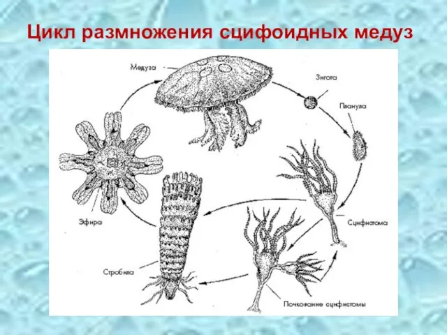 Цикл размножения сцифоидных медуз