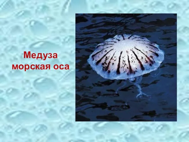 Медуза морская оса