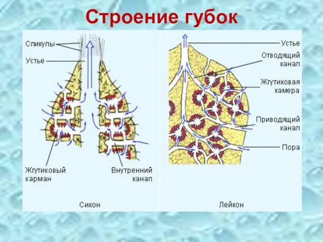 Строение губок