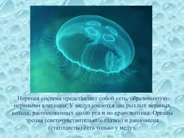 Нервная система представляет собой сеть, образованную нервными клетками. У медуз имеются два