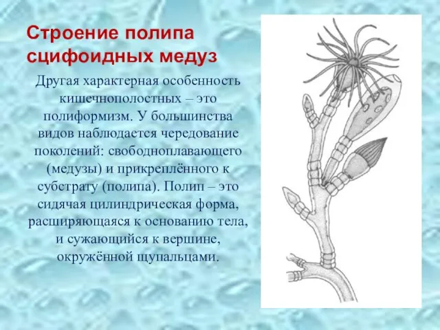Строение полипа сцифоидных медуз Другая характерная особенность кишечнополостных – это полиформизм. У
