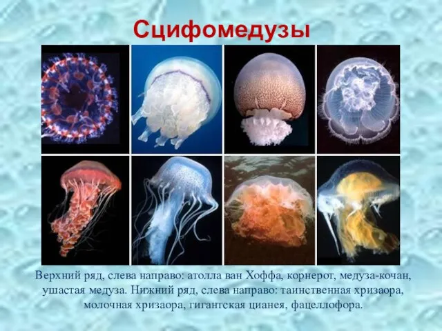 Сцифомедузы Верхний ряд, слева направо: атолла ван Хоффа, корнерот, медуза-кочан, ушастая медуза.