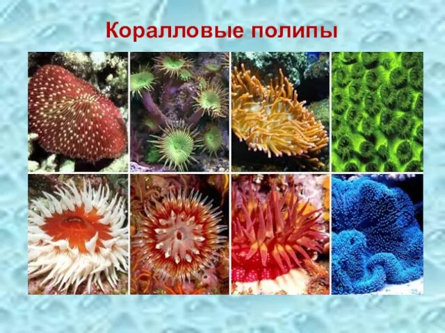 Коралловые полипы