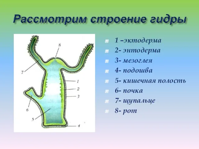 1 –эктодерма 2- энтодерма 3- мезоглея 4- подошва 5- кишечная полость 6-