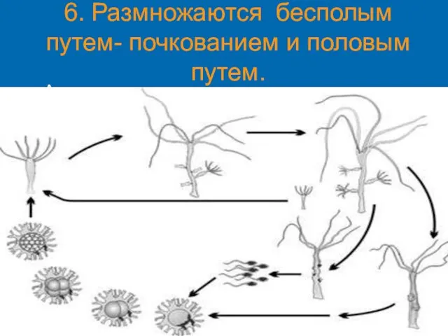 6. Размножаются бесполым путем- почкованием и половым путем. Активно плавающие медузы выпускают