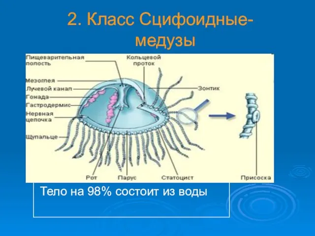 2. Класс Сцифоидные- медузы