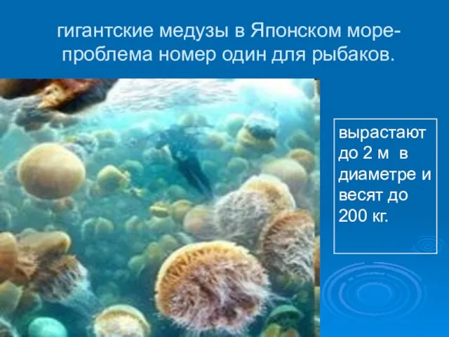 гигантские медузы в Японском море- проблема номер один для рыбаков.
