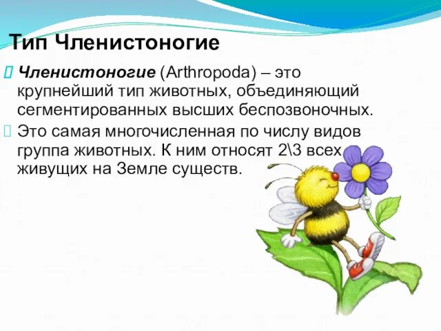 Тип Членистоногие Членистоногие (Arthropoda) – это крупнейший тип животных, объединяющий сегментированных высших