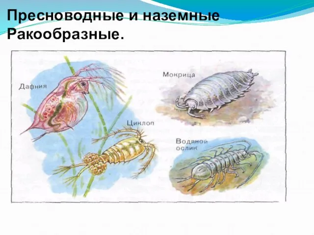 Пресноводные и наземные Ракообразные.