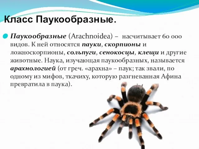 Класс Паукообразные. Паукообразные (Arachnoidea) – насчитывает 60 000 видов. К ней относятся