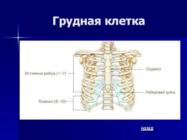 Грудная клетка назад